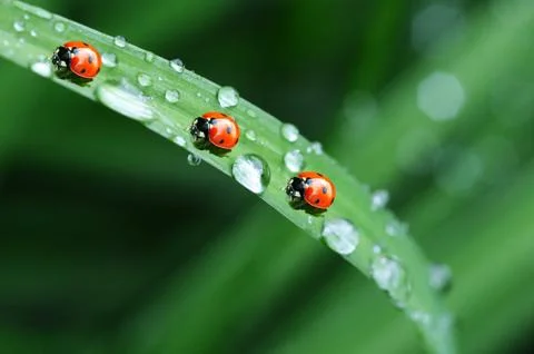 Ladybirds on a wheat leaf  after rain Stock Photos
