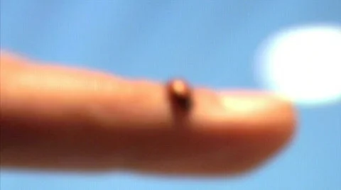 Ladybug 01 Stock Footage 342287