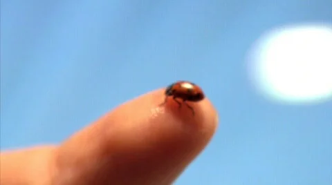 Ladybug 02 Stock Footage 342288