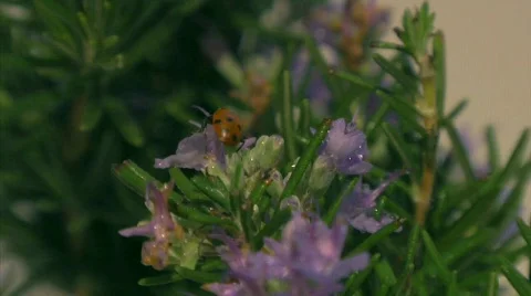 Ladybug 03 Stock Footage 342292
