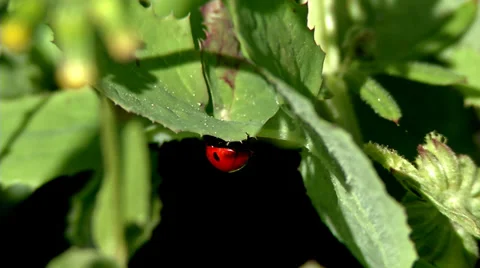 Ladybug #1 Stock Footage 32663264