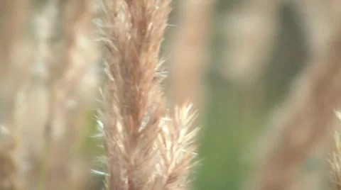 Ladybug 19s Stock Footage 7902248