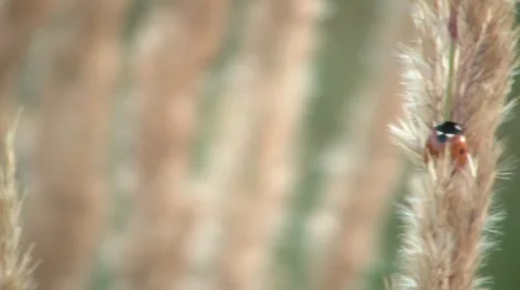 Ladybug 2 스톡 동영상 7902246