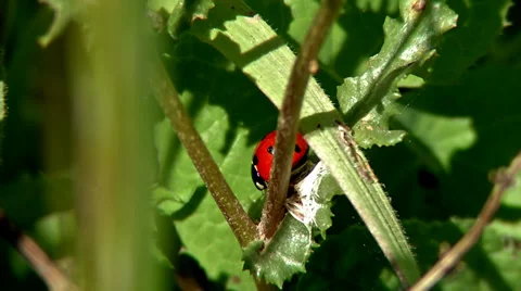 Ladybug #2 Stock Footage 32663433
