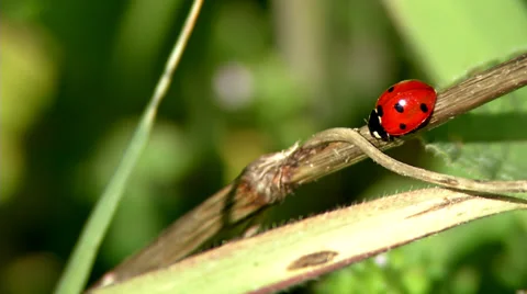 Ladybug #3 Stock Footage 32663993