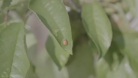Ladybug 4k ungraded 動画素材 132294109