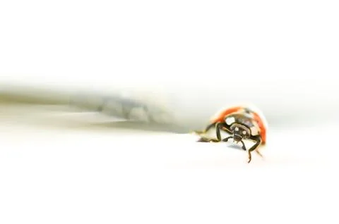 Ladybug abstract Stock Photos