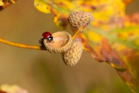 Ladybug - acorn shell 库存照片