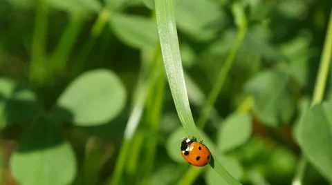 Ladybug amongst clover 스톡 동영상 68086585