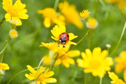 Ladybug and ant Stock Photos