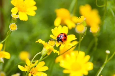 Ladybug and ant Stock Photos