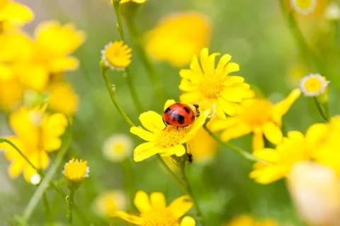 Ladybug and ant Stock Photos