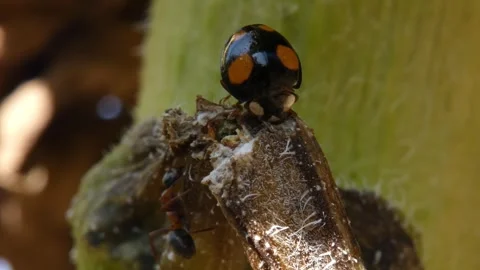 Ladybug and ant on sunflower stem Видео 336405201