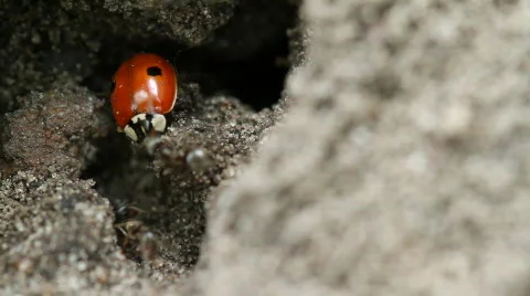Ladybug and ants. Stock Footage 768002