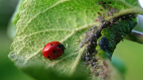 Ladybug and aphid on leaf. Insects pests affect plant, garden and orchard. Eat Stock Footage 340325612