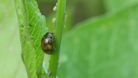 Ladybug and aphid on the young leaf shoot Stock Footage 101750909