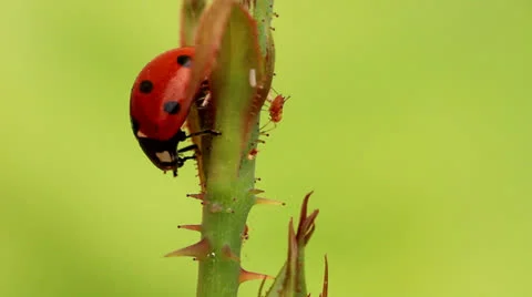 Ladybug and aphids Stock Footage 23196640