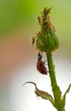 Ladybug and aphids Stock Photos