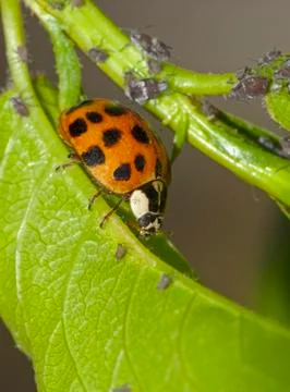 Ladybug and aphids Stock Photos