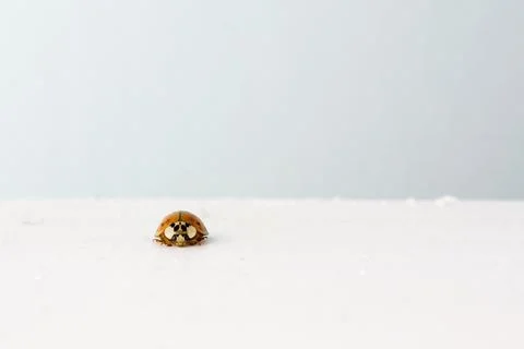 Ladybug and background Stock Photos