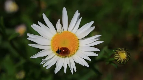Ladybug and Chamomile Stock Footage 93186177