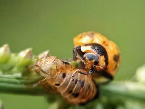 Ladybug and cocoon Stock Photos