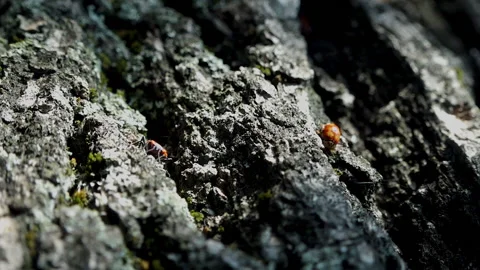 A ladybug and a fire bug climb on an old tree trunk on a sunny day Vídeo Stock 220840349