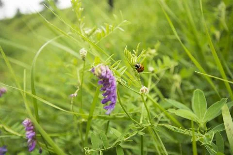 Ladybug and Flower Фото