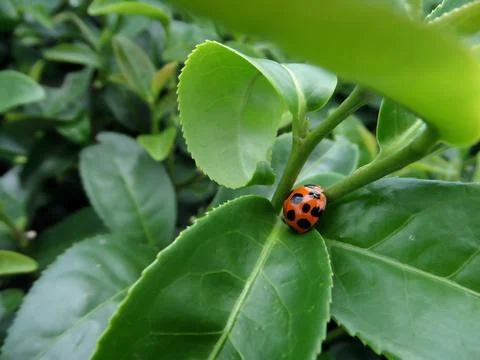 Ladybug and fresh green tea leaves in tea plantation Stock Photos