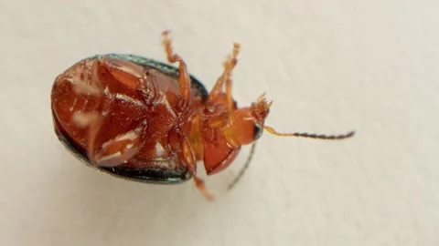 Ladybug and ladybug beetle lie on their backs upside down and try to roll over Stock Footage 159615784