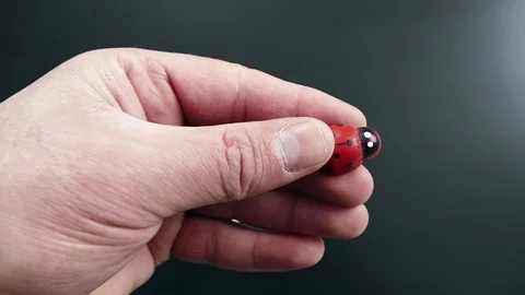 Ladybug and paper banknote, luck and ladybug, Stock Footage 124749551