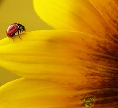 Ladybug and petals Stock Photos