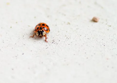 Ladybug and rock Stock Photos