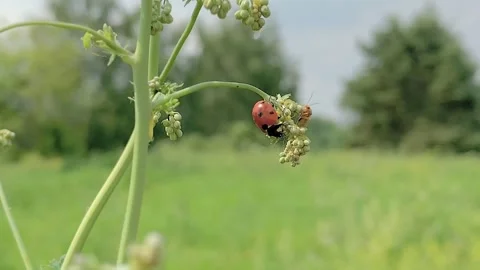 Ladybug and Soldier Beetle on Green Plant Macro Stock Footage 333505780