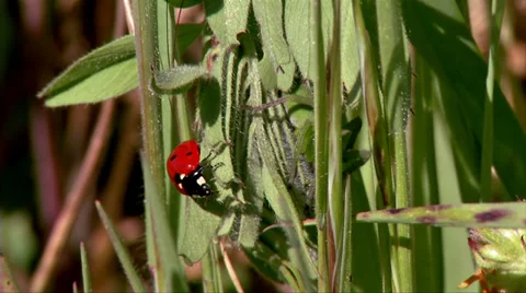 Ladybug and spider Stock Footage 32662997