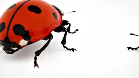 Ladybug and spider walk together on a clean white background Stock Footage 318864295