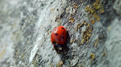 Ladybug and wood. Ladybug looking for a way home. Stock Footage 38364293
