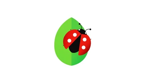 Ladybug animal Ladybug on white background ladybug is walking on a leaf Stock Footage 311841833