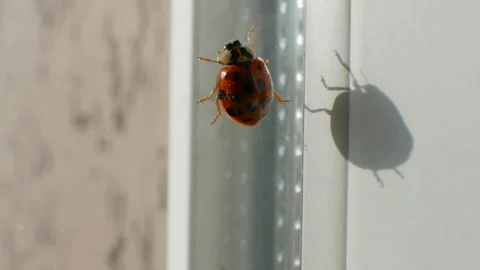 Ladybug in the apartment, a beautiful ladybug crawling along the window frame Stock Footage 164003356