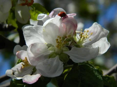 Ladybug on apple tree flower Stock Photos