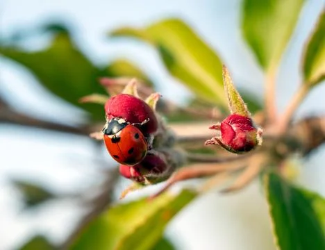 Ladybug on apple tree flowers Stock Photos
