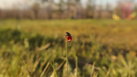 Ladybug ascending to the top of the leaf and then flying off. Red Ladybird Stock Footage 240730630