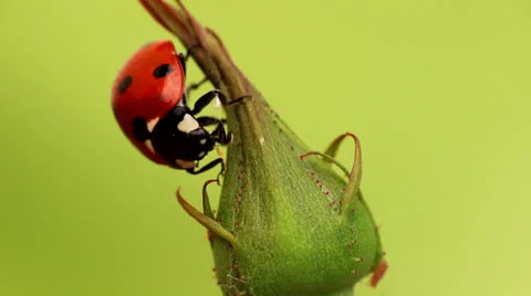 Ladybug attack aphids Stock Footage 23196605