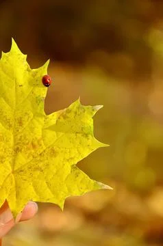 Ladybug on an autumn leaf Stock Photos