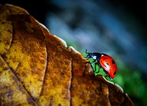 Ladybug in autumn mood Stock Photos