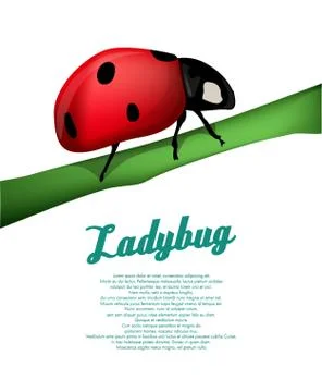Ladybug background Stock Illustration