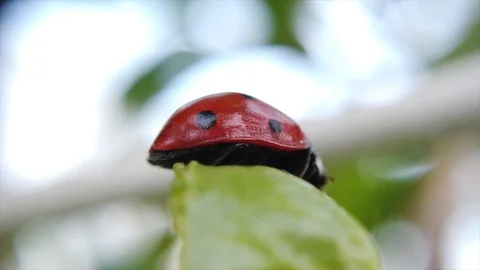 A ladybug is balancing on a green leaf. Stock Footage 109368650