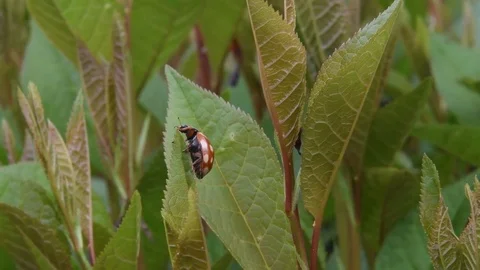 Ladybug balancing on leaf tip Stock Footage 82899805