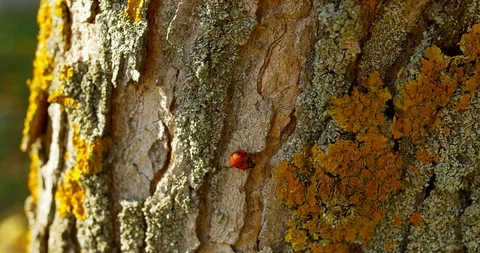 Ladybug on the bark of a tree in autumn Stock Footage 96540158