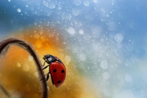 Ladybug on beautiful background as magic Stock Photos